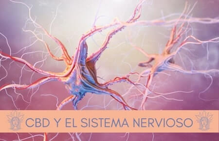 cbd y sistema nervioso